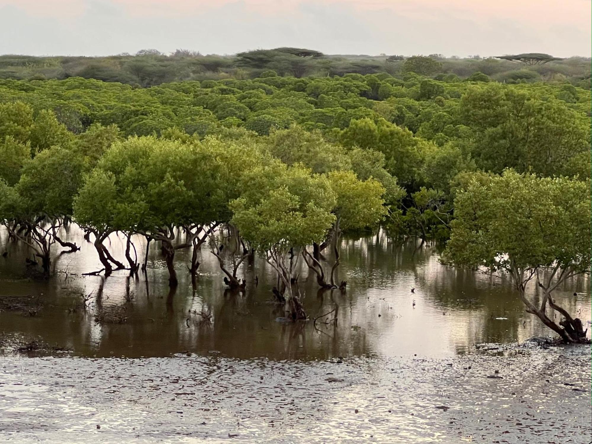 Mangrove House Otel Lamu Dış mekan fotoğraf